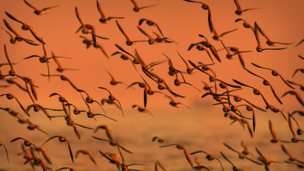 Migrating flock of birds, sunset